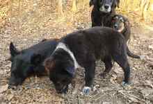 PAULINA, Hund, Mischlingshund in Kroatien - Bild 13