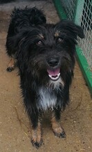 PAULINA, Hund, Mischlingshund in Kroatien - Bild 5