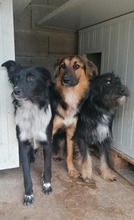 PAULINA, Hund, Mischlingshund in Kroatien - Bild 9