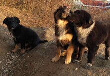 PAULINA, Hund, Terrier-Border Collie-Mix in Kroatien - Bild 11