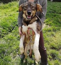 DUMBO, Hund, Mischlingshund in Kroatien - Bild 10