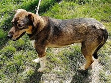 DUMBO, Hund, Mischlingshund in Kroatien - Bild 11
