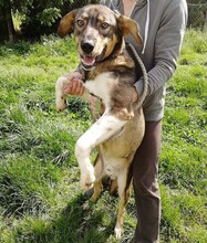 DUMBO, Hund, Mischlingshund in Kroatien - Bild 12