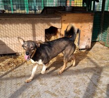 DUMBO, Hund, Mischlingshund in Kroatien - Bild 14