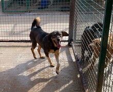DUMBO, Hund, Mischlingshund in Kroatien - Bild 15