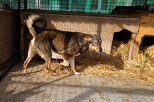DUMBO, Hund, Mischlingshund in Kroatien - Bild 17