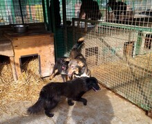 DUMBO, Hund, Mischlingshund in Kroatien - Bild 18