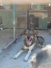 DUMBO, Hund, Mischlingshund in Kroatien - Bild 20