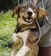 DUMBO, Hund, Mischlingshund in Kroatien - Bild 7