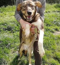DUMBO, Hund, Mischlingshund in Kroatien - Bild 8