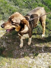 DUMBO, Hund, Mischlingshund in Kroatien - Bild 9