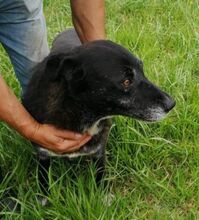 LUCA, Hund, Mischlingshund in Schwanheim - Bild 2