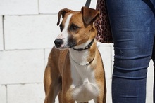 YEIKO, Hund, Mischlingshund in Spanien - Bild 1