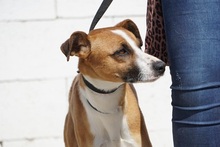 YEIKO, Hund, Mischlingshund in Spanien - Bild 3