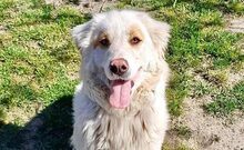FOTIS, Hund, Deutscher Schäferhund-Mix in Griechenland - Bild 1