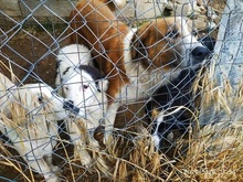 APHRODITI, Hund, Mischlingshund in Griechenland - Bild 10