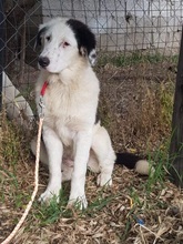 APHRODITI, Hund, Mischlingshund in Griechenland - Bild 2