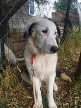 APHRODITI, Hund, Mischlingshund in Griechenland - Bild 3