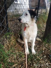 APHRODITI, Hund, Mischlingshund in Griechenland - Bild 6