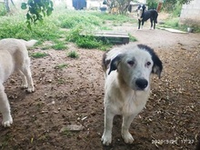 APHRODITI, Hund, Mischlingshund in Griechenland - Bild 7