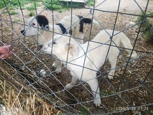APHRODITI, Hund, Mischlingshund in Griechenland - Bild 8