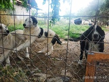 APHRODITI, Hund, Mischlingshund in Griechenland - Bild 9