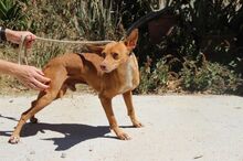 THAI, Hund, Podenco Andaluz in Spanien - Bild 10