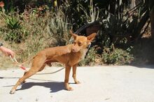 THAI, Hund, Podenco Andaluz in Spanien - Bild 11
