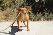 THAI, Hund, Podenco Andaluz in Spanien - Bild 12