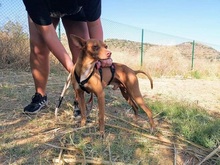 THAI, Hund, Podenco Andaluz in Spanien - Bild 2