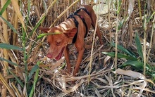 THAI, Hund, Podenco Andaluz in Spanien - Bild 6
