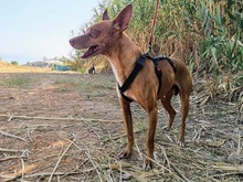 THAI, Hund, Podenco Andaluz in Spanien - Bild 7