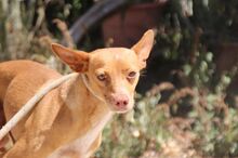 THAI, Hund, Podenco Andaluz in Spanien - Bild 8