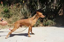 THAI, Hund, Podenco Andaluz in Spanien - Bild 9