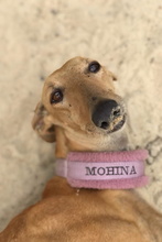MOHINA, Hund, Galgo Español in Edertal - Bild 7