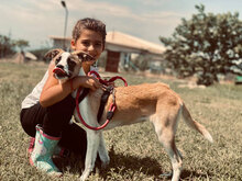 BELLAMIA, Hund, Mischlingshund in Bulgarien - Bild 3