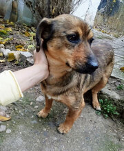 JAZZY, Hund, Mischlingshund in Bulgarien - Bild 2