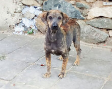 JAZZY, Hund, Mischlingshund in Bulgarien - Bild 3