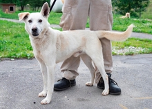 FÜRGE, Hund, Mischlingshund in Ungarn - Bild 4