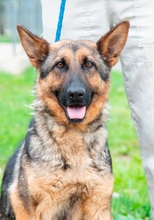 SZOFI, Hund, Deutscher Schäferhund in Ungarn - Bild 1