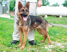 SZOFI, Hund, Deutscher Schäferhund in Ungarn - Bild 3