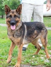 SZOFI, Hund, Deutscher Schäferhund in Ungarn - Bild 4