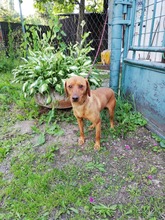 BODRIK, Hund, Mischlingshund in Slowakische Republik - Bild 1