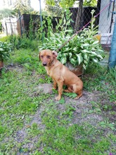 BODRIK, Hund, Mischlingshund in Slowakische Republik - Bild 4