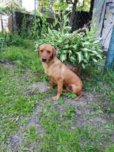 BODRIK, Hund, Mischlingshund in Slowakische Republik - Bild 5