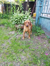 BODRIK, Hund, Mischlingshund in Slowakische Republik - Bild 7