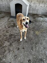 LOUSY, Hund, Mischlingshund in Griechenland - Bild 1
