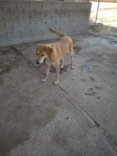 LOUSY, Hund, Mischlingshund in Griechenland - Bild 10