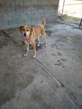 LOUSY, Hund, Mischlingshund in Griechenland - Bild 11