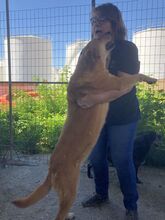 LOUSY, Hund, Mischlingshund in Griechenland - Bild 3
